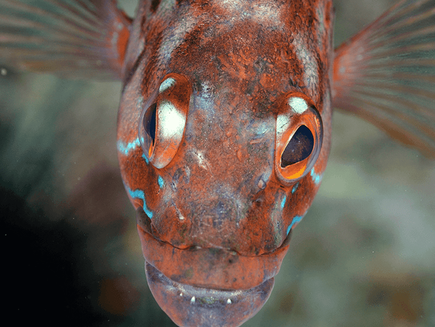 Funchal: Garajau national park - certified divers - Gear, equipment, and the rules you must follow