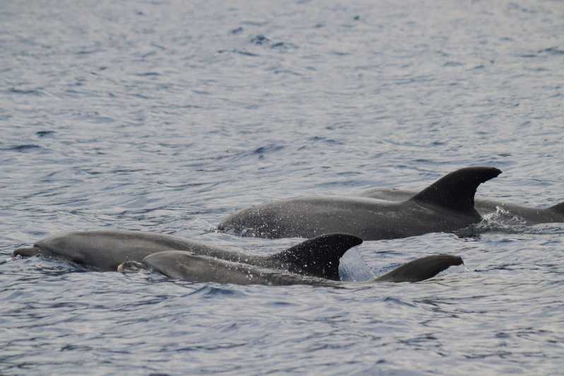 Funchal: Guarantee Wild Dolphin&Whale Watching by RIB - Small-Group RIB From Funchal: Why This Feels More Real