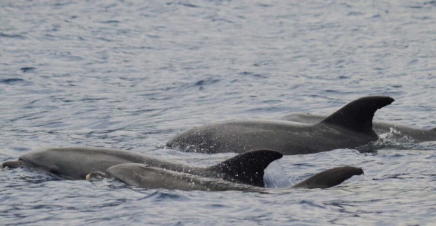 Funchal: Guarantee Wild Dolphin&Whale Watching by RIB - Leaving Funchal: Panoramic Coast Views and Fast Offshore Scanning