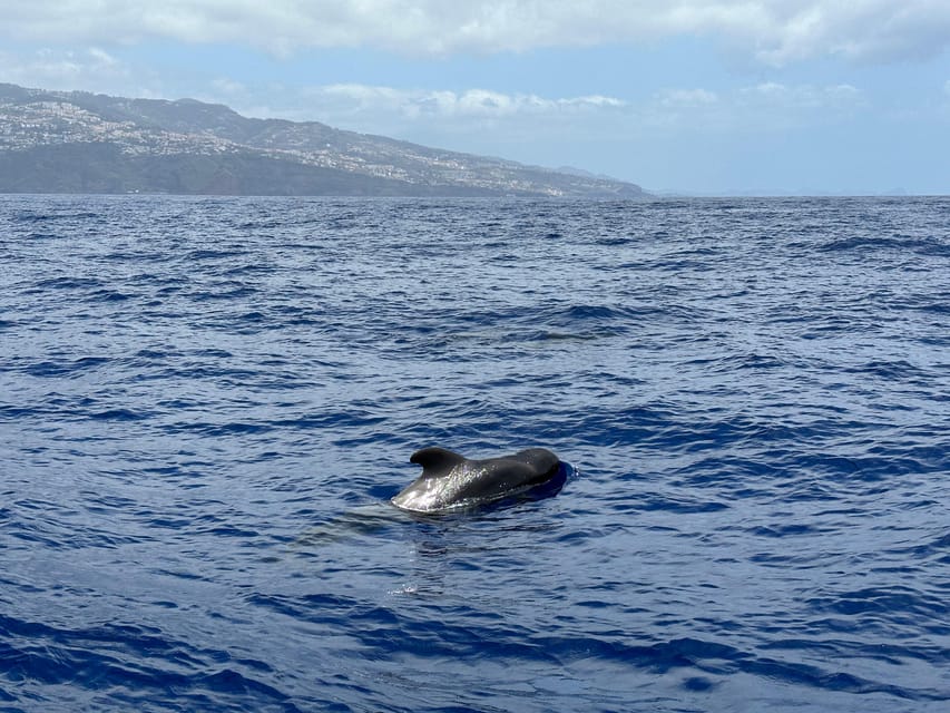 Funchal: Guarantee Wild Dolphin&Whale Watching by RIB - The Main Event: Dolphin and Whale Watching Without the Big-Boat Distance