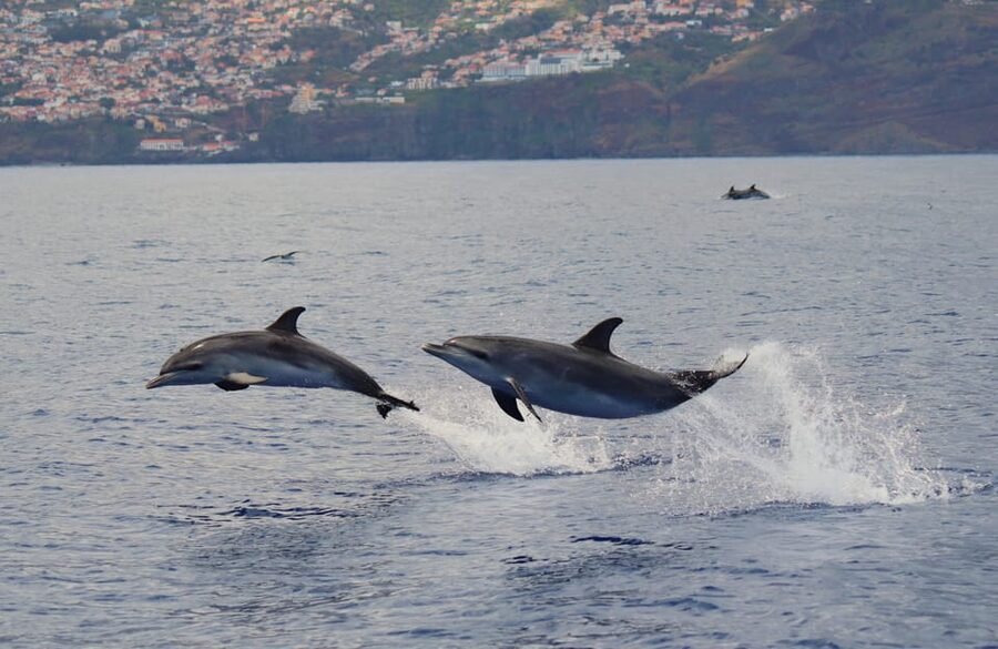 Funchal: Guarantee Wild Dolphin&Whale Watching by RIB - The Swim With Dolphins Add-On: Worth It, but Only When the Rules Allow