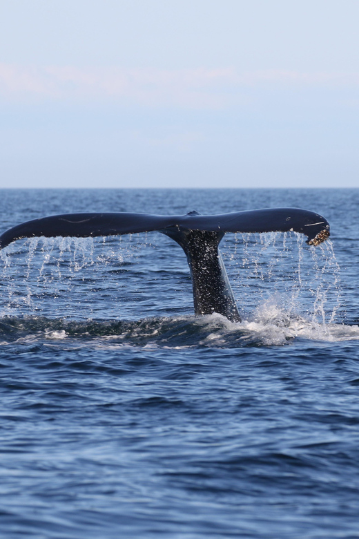 Funchal: Guarantee Wild Dolphin&Whale Watching by RIB - Cabo Girão Cliff: A Scenic Pause That Breaks Up the Open-Sea Search