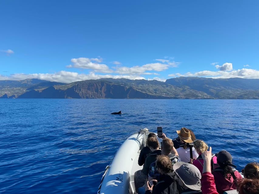 Funchal: Guarantee Wild Dolphin&Whale Watching by RIB - Duration and Timing: About 2.5 Hours on the Water