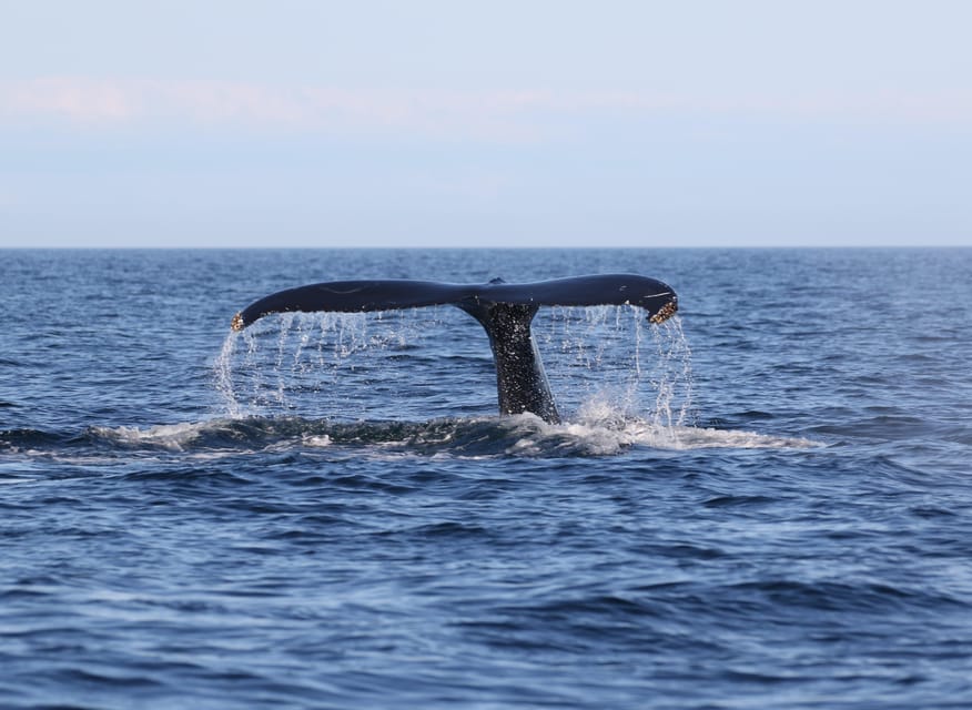 Funchal: Guarantee Wild Dolphin&Whale Watching by RIB - Price and Value: What $70 Buys You (and What It Doesn’t)