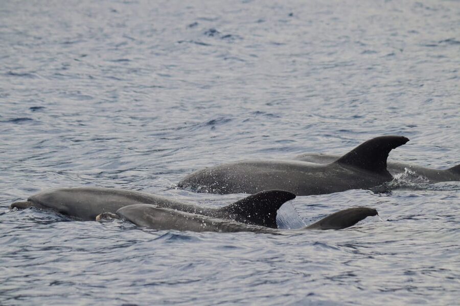 Funchal: Guarantee Wild Dolphin&Whale Watching by RIB - Safety Briefing and What the First Minutes Are Like