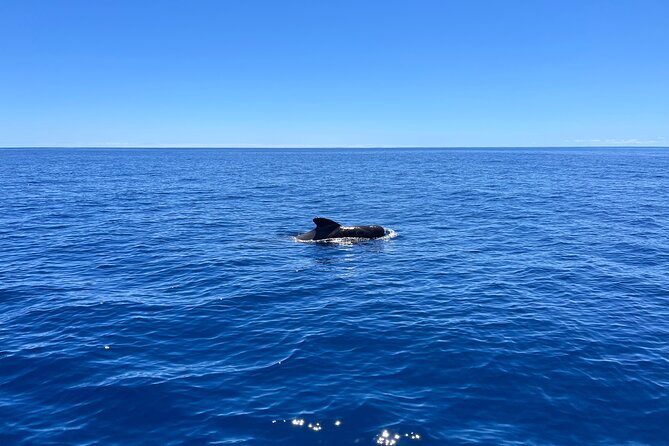 Funchal: Half and Full Day Private Sailboat Tour - Open bar, finger foods, and the AKUA Chef add-on