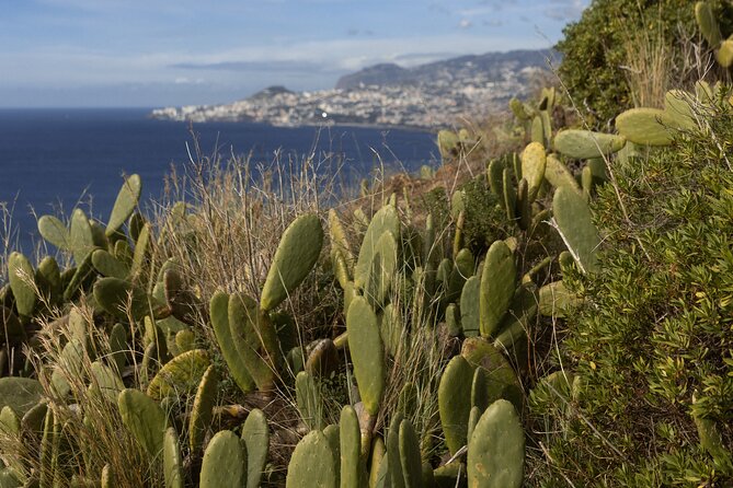 Funchal highlights 5h Private Tour in Madeira - Stop 3: Eira do Serrado at 1,095 m for Views Over Curral das Freiras