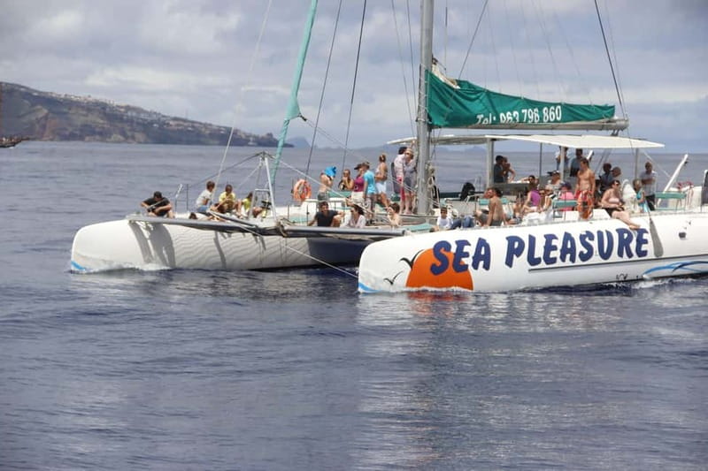 Funchal:Hop-on Hop-off Bus & Whale & Dolphin boat Excursion - The Catamaran Whale and Dolphin Experience: What You’ll Be Chasing