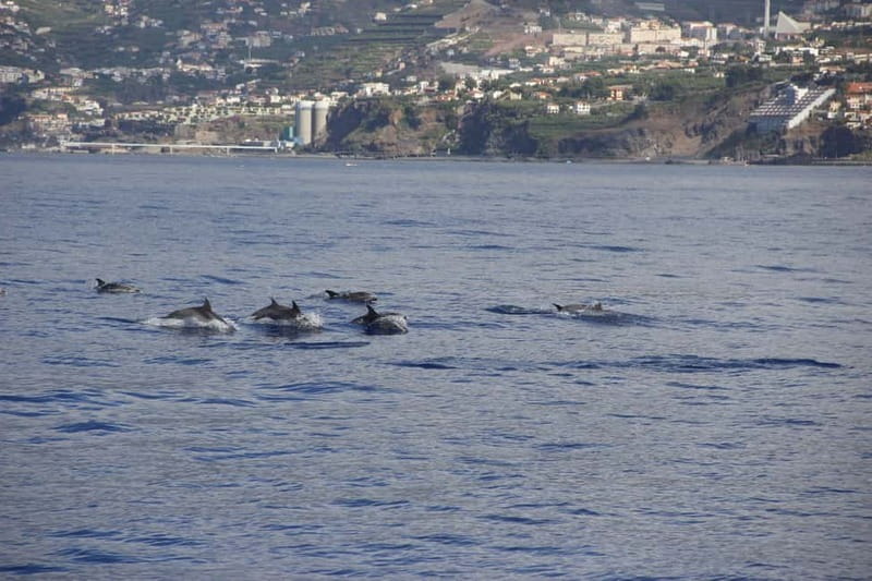 Funchal:Hop-on Hop-off Bus & Whale & Dolphin boat Excursion - Price and Logistics: Is $54 Worth It?