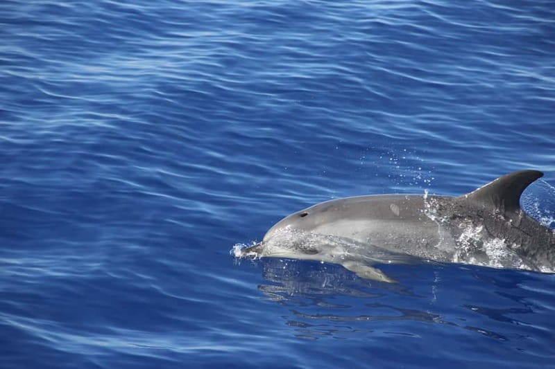 Funchal:Hop-on Hop-off Bus & Whale & Dolphin boat Excursion - Should You Book This Funchal Bus and Whale-and-Dolphin Day Combo?