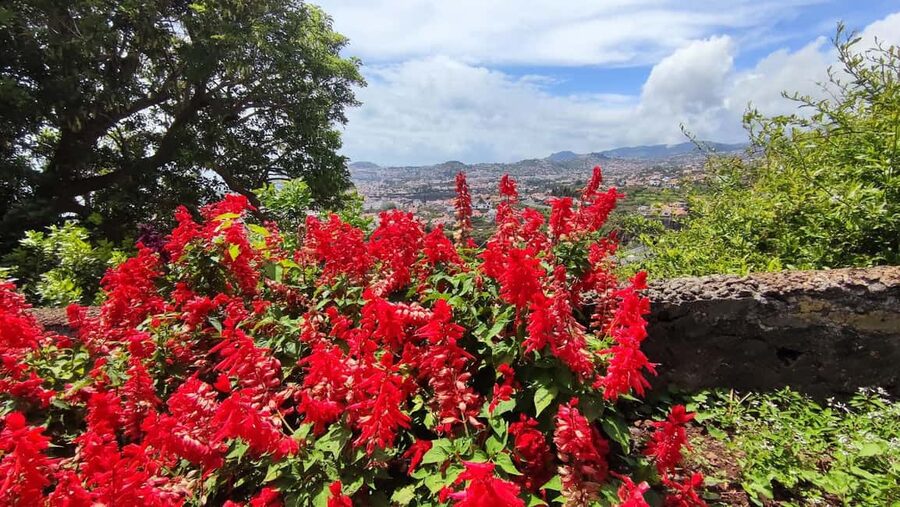 Funchal: Madeira Botanical Garden Tuk-Tuk Tour + Old Town - The photo stop: quick views that set the tone