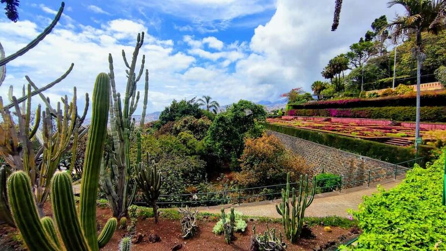 Funchal: Madeira Botanical Garden Tuk-Tuk Tour + Old Town - Price and value: $44 for a private garden-and-view outing