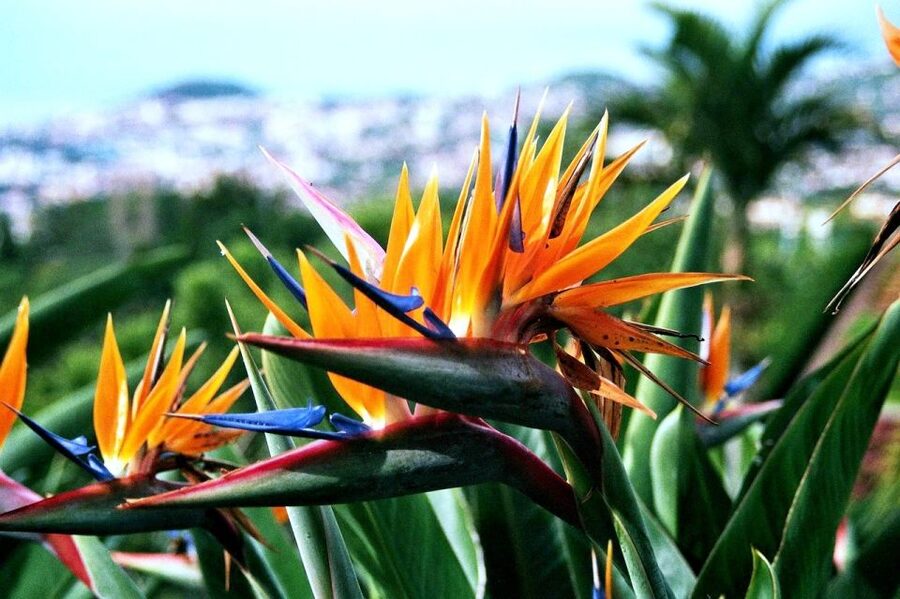 Funchal: Madeira Botanical Garden Tuk-Tuk Tour + Old Town - Logistics that can make or break your comfort