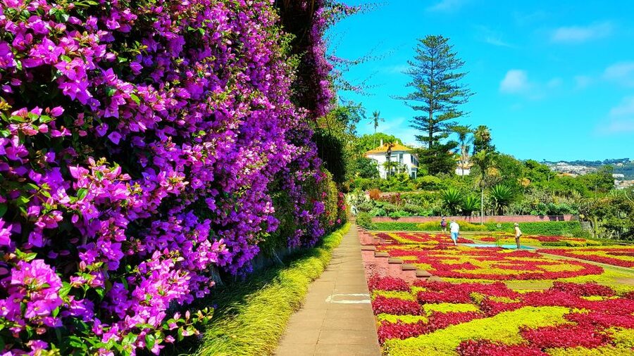 Funchal: Madeira Botanical Garden Tuk-Tuk Tour + Old Town - Hotel pickup and the calm drive through Funchal