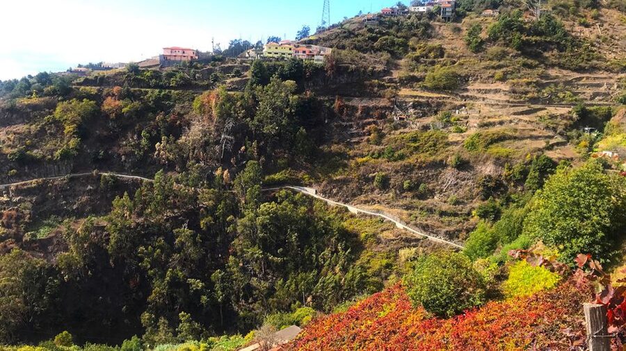 Funchal: Northern Levada Walking Tour - Key highlights you will notice right away