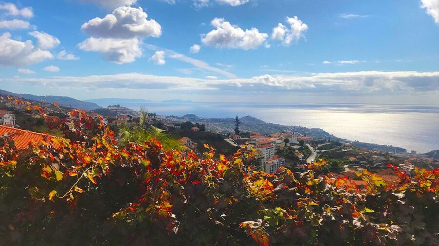 Funchal: Northern Levada Walking Tour - The Northern levada experience: long, important, and pleasantly paced