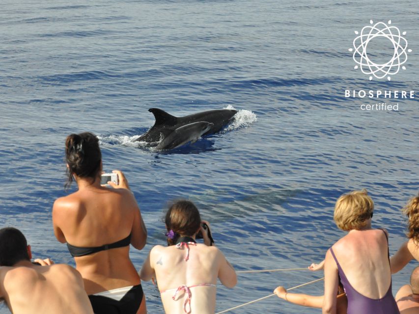 Funchal: Pico Arieiro, Cristo Rei and Dolphins Watching - Santa Cruz: Terraces, Farming Slopes, and Real Madeira Work