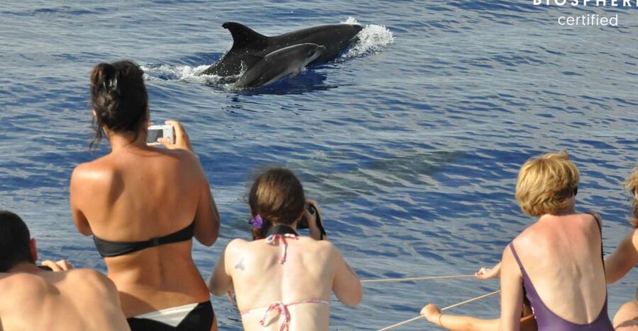 Funchal: Pico Arieiro, Cristo Rei and Dolphins Watching - The Group Size That Keeps It Comfortable