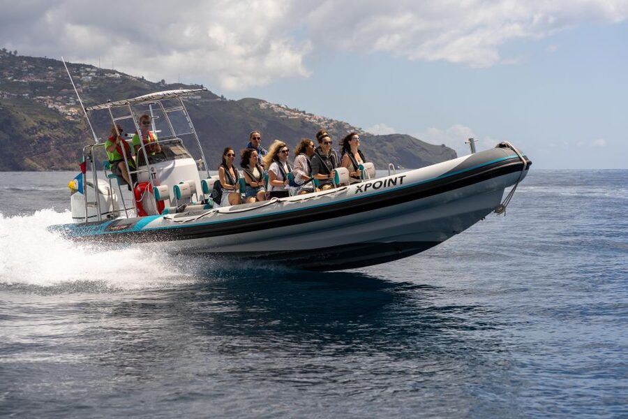 Funchal: RIB Whale Watching Cruise and Optional Dolphin Swim - Key Points Worth Filing Away