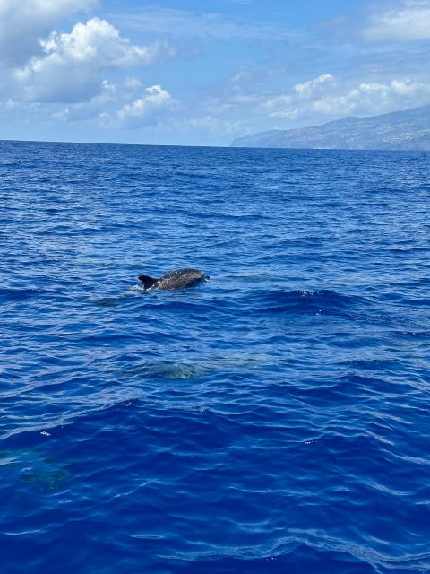 Funchal: RIB Whale Watching Cruise and Optional Dolphin Swim - Who This Tour Is Best For (and Who Should Rethink It)