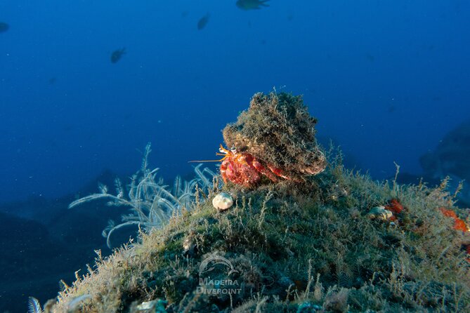 Funchal: Scuba Diving Experience for Beginners - The ocean option: shallow reef visit and what you’ll actually see