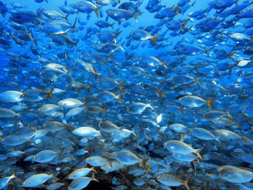 Funchal: Scuba Diving Experience for Beginners - Age rules and health limits: quick but important