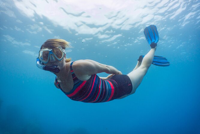 Funchal: Snorkeling Adventure in Eco-Park / Shore or by Boat - What You’ll See Underwater: Fish, Crabs, and Color at Reef Level
