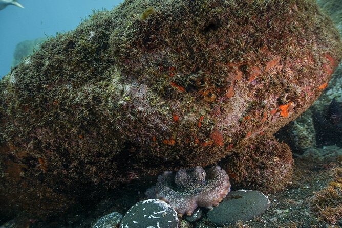 Funchal: Snorkeling Adventure in Eco-Park / Shore or by Boat - Price and Value: What $17 Really Buys You