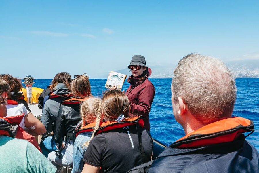 Funchal: Whale and Dolphin Watching Speed Boat Tour - Key reasons this tour works well