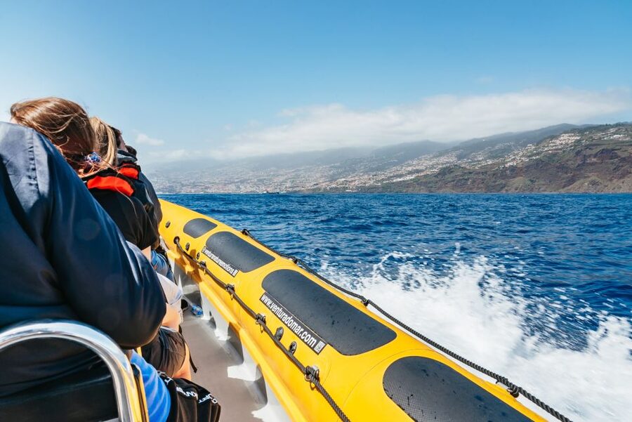 Funchal: Whale and Dolphin Watching Speed Boat Tour - Price and value: what $56 buys you in real terms