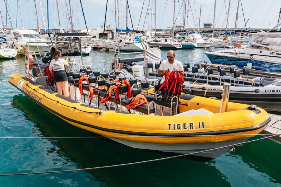 Funchal: Whale and Dolphin Watching Speed Boat Tour - Getting to Ventura Nature Emotions at Pier 8