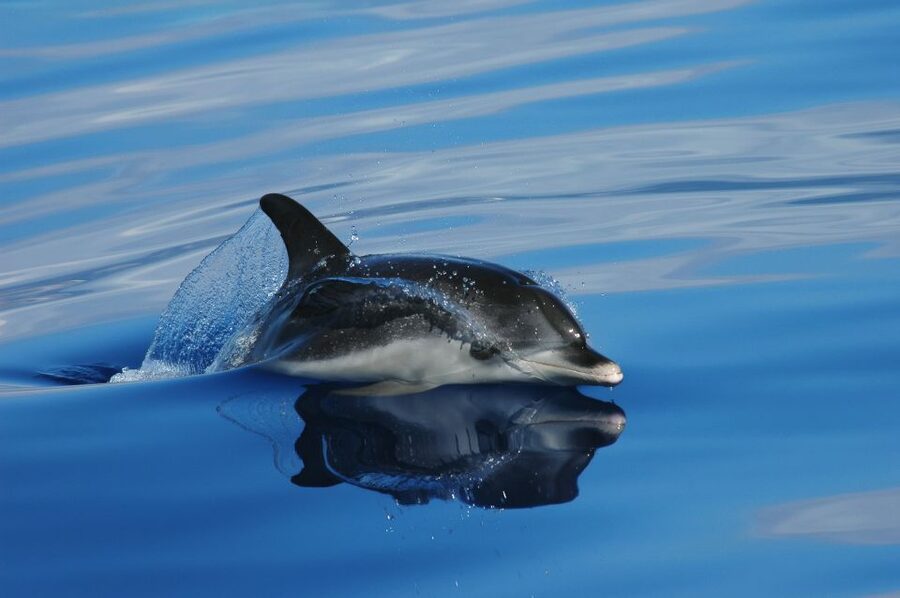 Funchal: Whale and Dolphin Watching Speed Boat Tour - The marine biologist briefings: what you learn before spotting