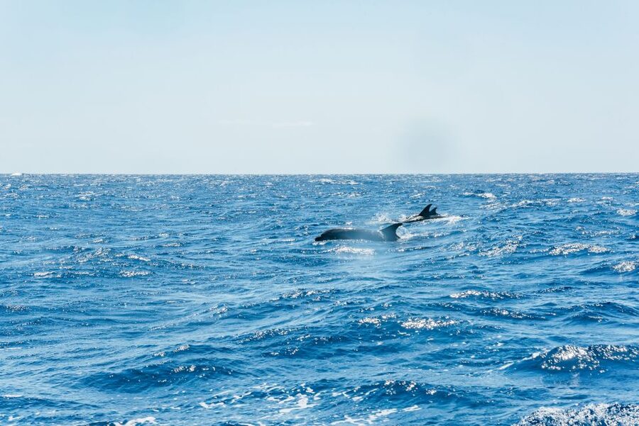 Funchal: Whale and Dolphin Watching Speed Boat Tour - How land spotters raise your odds (and your options)