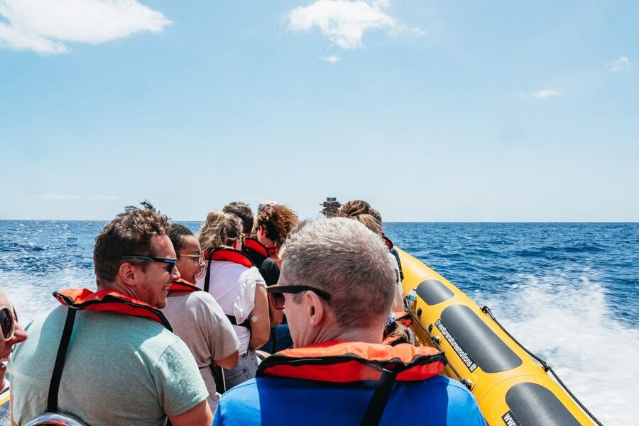 Funchal: Whale and Dolphin Watching Speed Boat Tour - What you might see off Madeira: dolphins, sperm whales, pilot whales