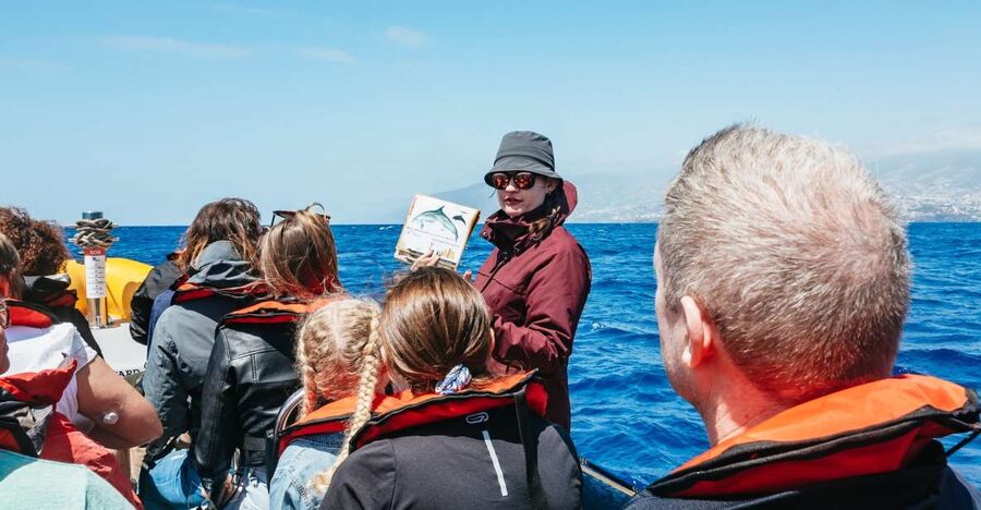 Funchal: Whale and Dolphin Watching Speed Boat Tour - Why a speedboat makes whales and dolphins easier to see