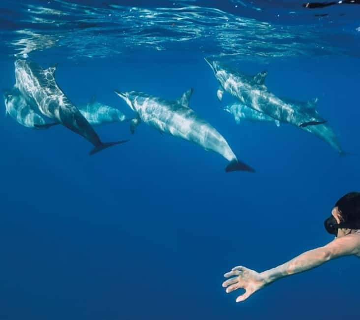 Funchal: Whale Watching and Swimming with Dolphins Cruise - Key takeaways before you go