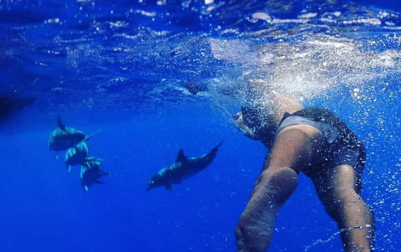 Funchal: Whale Watching and Swimming with Dolphins Cruise - The search for whales and dolphins off Madeira