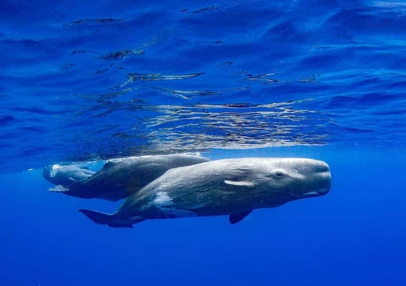 Funchal: Whale Watching and Swimming with Dolphins Cruise - Swimming with dolphins: when it happens and when it doesn’t