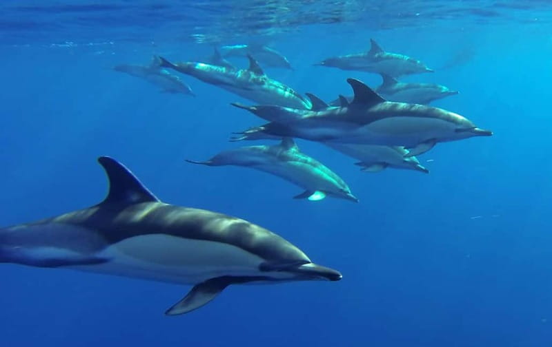 Funchal: Whale Watching and Swimming with Dolphins Cruise - The boat setup: small groups, more motion, better attention