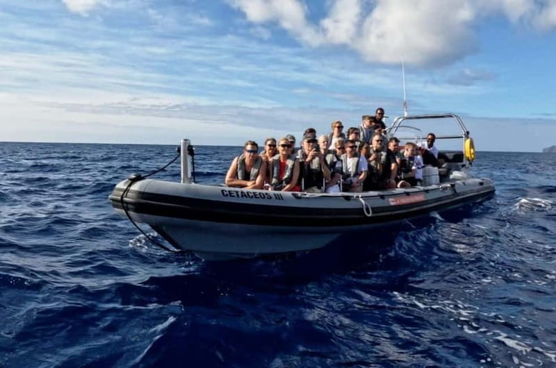 Funchal: Whale Watching and Swimming with Dolphins Cruise - How long it takes and how to fit it into your Madeira day