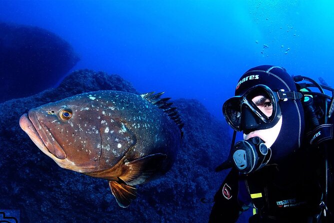 Garajau National Park Dive from Funchal for Certified Divers - Key highlights to know before you go