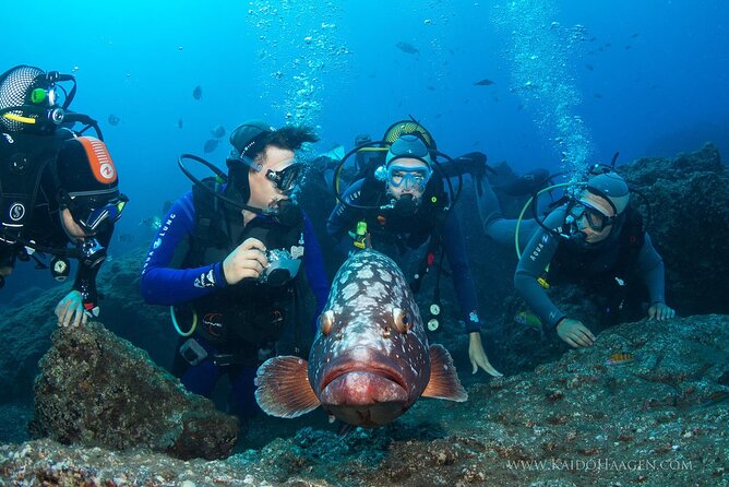 Garajau National Park Dive from Funchal for Certified Divers - The Garajau Partial Nature Reserve: what your underwater session is trying to deliver