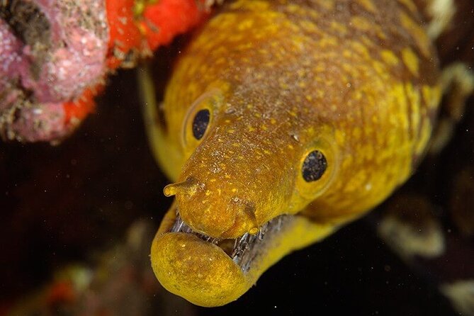 Garajau National Park Dive from Funchal for Certified Divers - Price reality check: what you’re paying for, and what can add up