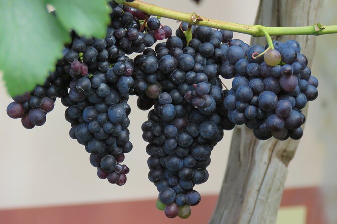 Guided 4x4 Adventure and Skywalk with Wine and Tapas in Madeira - Pickup, timing, and what the schedule feels like