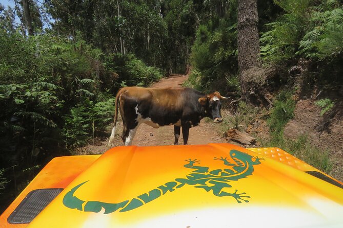 Guided Exploration of Southwest Madeira in a 4x4 - Key points before you go