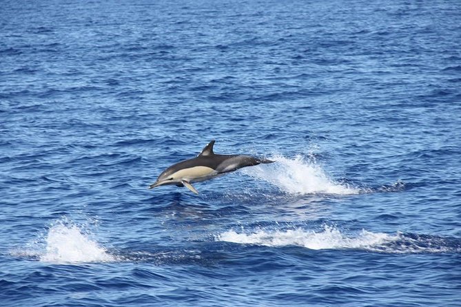 Half-day Catamaran Trip from Funchal - Madeira from the water: panoramic views that feel different from shore