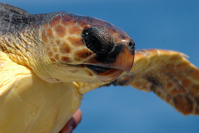 Half-day Catamaran Trip from Funchal - Wildlife spotting near Madeira: dolphins, whales, and turtles expectations
