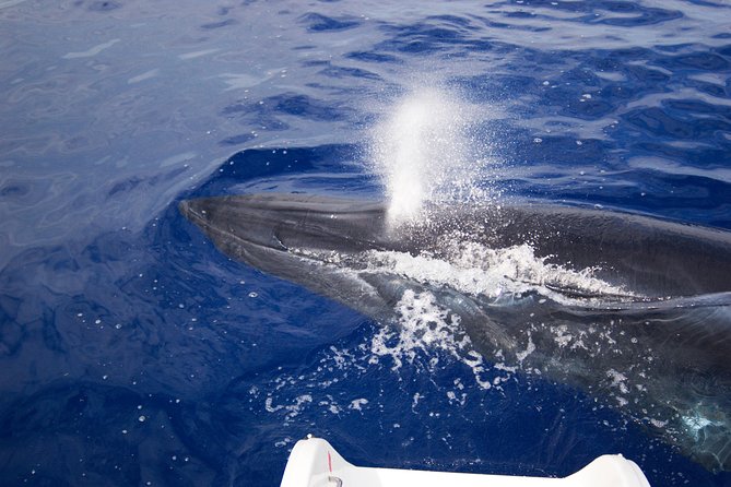 Half-day Catamaran Trip from Funchal - Snorkeling gear rental with a cash deposit: how to make it work
