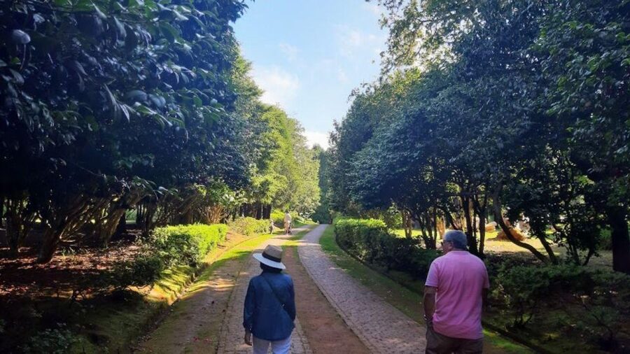 Half-Day Country Market Tour on Madeira Island - Getting Around Madeira: Plan for Winding Roads and Short Walks