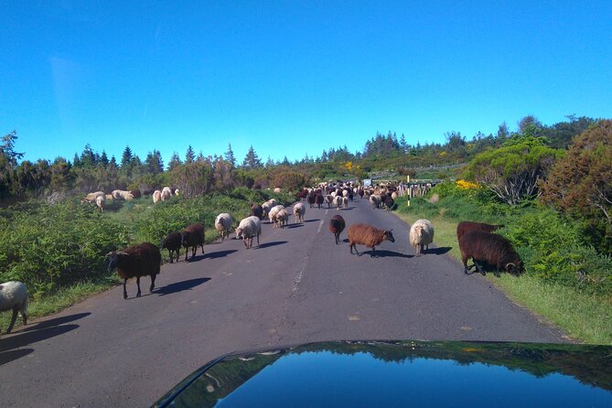 Half Day Jeep Safari Tour at Pico Areeiro and Santo da Serra - Pico do Areeiro at 1,818 m: Views You’ll Remember